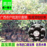 嘉宝果苗台湾进口嘉宝果树苗名贵水果盆栽果苗嘉宝果苗南北方种植