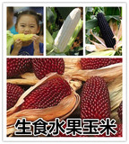 草莓菠萝玉米种子迷你水果蔬菜玉米种子可生食水果玉米种子包邮