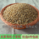 农家自种优质有机小麦带皮原小麦粒粗粮5斤宠物食料种子冬小麦