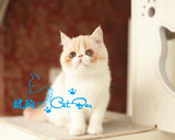 【琥珀】cfa血统赛级异国短毛猫加菲猫乳色高白MM母宠物（出）