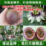 广西超平农业紫香一号百香果苗西番莲鸡蛋果苗扦插苗正宗优质品种