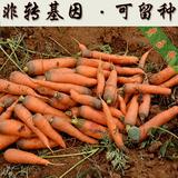 非转基因春播红胡萝卜蔬菜种子可留种四季新手阳台种菜盆栽青菜苗
