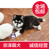 宗泽犬业公司出售宠物狗-自家繁殖阿拉斯加雪橇幼犬宝宝-幼犬v12