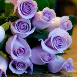 淡淡紫 荷兰进口玫瑰花苗 花卉绿植盆栽 当年开花 包成活
