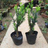 1厘米粗曼地亚红豆杉室内盆栽树苗净化空气防辐射绿植带原盆发货