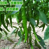 安徽安庆本地新鲜青辣椒尖椒 农家有机蔬菜中辣 量大可议