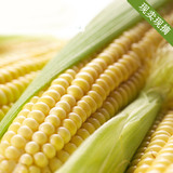 新鲜有机水果玉米 非转基因玉米棒 农家自种甜玉米糯玉米棒现摘