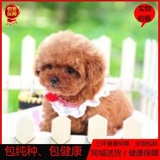 茶杯狗泰迪犬幼犬出售纯种超小型泰迪幼犬韩系宠物狗活体家养包邮