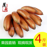 【蕉点+周年庆】新鲜水果土楼红皮香蕉 4斤包邮果园直销 玫瑰蕉