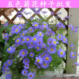 盆栽五色菊花种子四季种南方北方种植阳台庭院绿色易种植物包邮