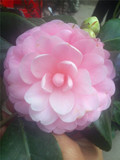 茶花盆栽宫粉最佳粉色品种珍稀茶花品种宫粉净化空气绿植