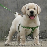 拉布拉多犬纯种幼犬宠物狗出售 导盲犬缉毒犬神犬小七