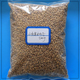 高产冬小麦种子 买10斤送1斤小麦种 早熟抗病颗粒饱满小麦子种子