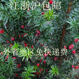 【胡琳花卉】曼地亚红豆杉带花蕾盆栽树桩矮化苗 盆景4-10年树苗