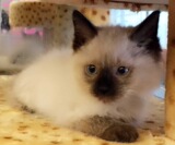 俄罗斯布偶猫 俄罗斯猫 纯种幼猫 蓝白双色布偶猫 血统纯正