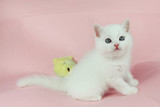 宠物猫咪/幼猫活体出售 纯白色英国短毛猫 折耳 银渐层英短小猫b6