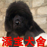 出售纯种藏獒幼犬/狮头虎头/铁包金/藏獒幼犬/大型藏獒活体幼崽2