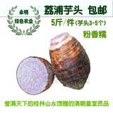 【天天特价】正宗广西特产 荔浦芋头5斤4-5个 优质绿色 新鲜 芋头