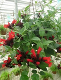 花卉/绿植 口红吊兰盆栽 垂吊植物 室内观花植物 吸收甲醛