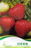 花卉种子阳台专用四季种植促销免运费专用种兰草水仙月季四季草莓