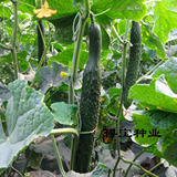 水果黄瓜种子 多个品种 易种阳台专用种菜盆栽 大田种植蔬菜水果