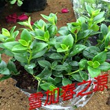 销售盆栽花卉 金鱼吊兰 净化空气 吸甲醛 阳台植物 吸收二氧化碳