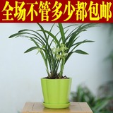 兰花建兰四季兰办公室桌面绿色植物盆景 室内鲜花花卉小盆栽包邮