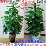 绿萝大盆栽重庆同城花卉室内绿植办公室植物盆景净化空气吸甲醛