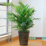 爱优尚富贵椰子盆栽夏威夷植物观叶盆栽吸甲醛室内客厅大型绿植