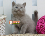 【萌猫舍】猫咪活体 英国短毛猫英短蓝猫 可爱浅紫弟弟2