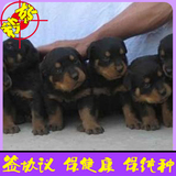 德系罗威纳活体幼犬大骨骼忠诚犬家养大型宠物狗出售北京可送货24