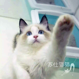 T.M淼淼宠物猫活体猫布偶猫小猫重点色山猫色白手套双色布偶猫咪