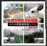 宠物兔子活体小白兔垂耳兔活体宝宝宠物活体全国包邮天热停发