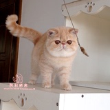 【凯利猫】CFA注册异国短毛猫 纯种加菲猫宠物 乳虎斑妹妹