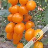 圣女果黄色小番茄家庭阳台花盆栽种菜种水果有机蔬果蔬菜种子30粒