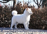 限量版 日本进口 纯种白色日本柴犬 俊介犬 宠物狗 出售