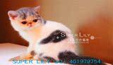 【SUPRE LILY】高品质CFA血统异国短毛猫/加菲猫/蓝白梵花DD