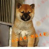 纯种秋田犬 幼犬出售 赛级双血统美系日本柴犬 健康家养宠物狗36