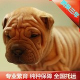 犬舍出售特价赛级纯种沙皮狗狗幼犬终身保障血统认证北京可送货f