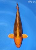 纯种日本金松叶银松叶锦鲤（活体）鱼苗满69元包邮