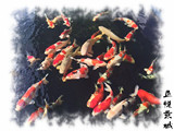 纯种锦鲤活体观赏鱼冷水鱼风水鱼龙凤锦鲤昭和白写三色红白包邮