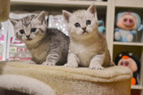 英国短毛猫 银渐层 银色宠物猫活体  纯种猫 幼猫 银色豹纹  家庭