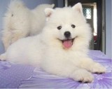 纯种澳版萨摩耶幼犬/长不大宠物狗狗/雪白色赛级微笑天使雪橇犬D