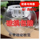 批发玻璃圆球花瓶 特大 花卉植物 鱼缸花盆水培球形透明 圆形玻璃