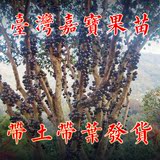 沙巴嘉宝果树葡萄树苗台湾果苗--普通品种7年以上结果