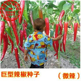 美国进口种子 新泰一号 巨型辣椒种子 果实超大 盆栽阳台庭院易种