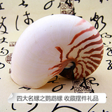 天然大海螺贝壳 四大名螺之鹦鹉螺 展览展示道具 摆件礼品特价