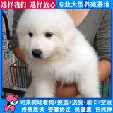 纯种大白熊犬幼犬出售 家养活体宠物狗狗 长毛巨型犬 上门送货20