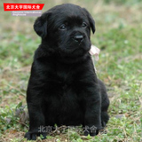 引进黑色拉布拉多犬纯种幼犬出售 欢迎北京的来养殖场看宠物狗狗