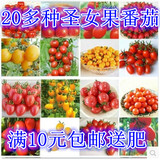 蔬菜籽阳台盆栽易种 四季播  樱桃番茄 小西红柿 圣女果 水果种子